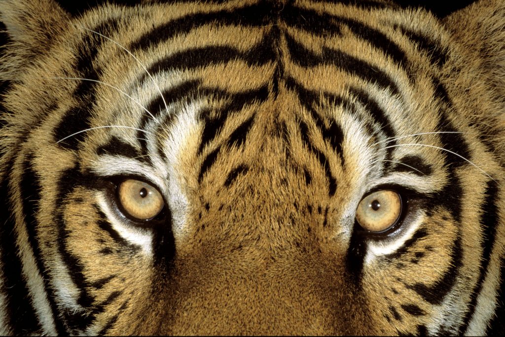 ©–Martin Harvey–WWF