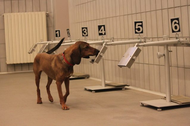 Addestramento per la ricerca del virus del Medical Detection Dogs Italy