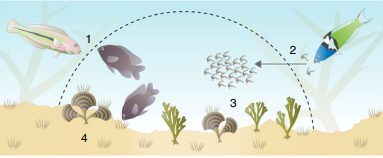 La relazione tra un pesce e un gamberetto. Illustrazione tratta da: Brooker, Rohan M., et al. "Domestication via the commensal pathway in a fish–invertebrate mutualism." Nature Communications 11.1 (2020): 1–9.