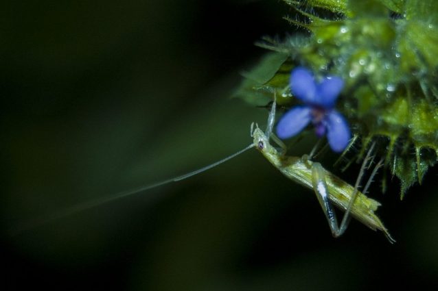 Oecanthus henryi. Foto di Rittik Deb