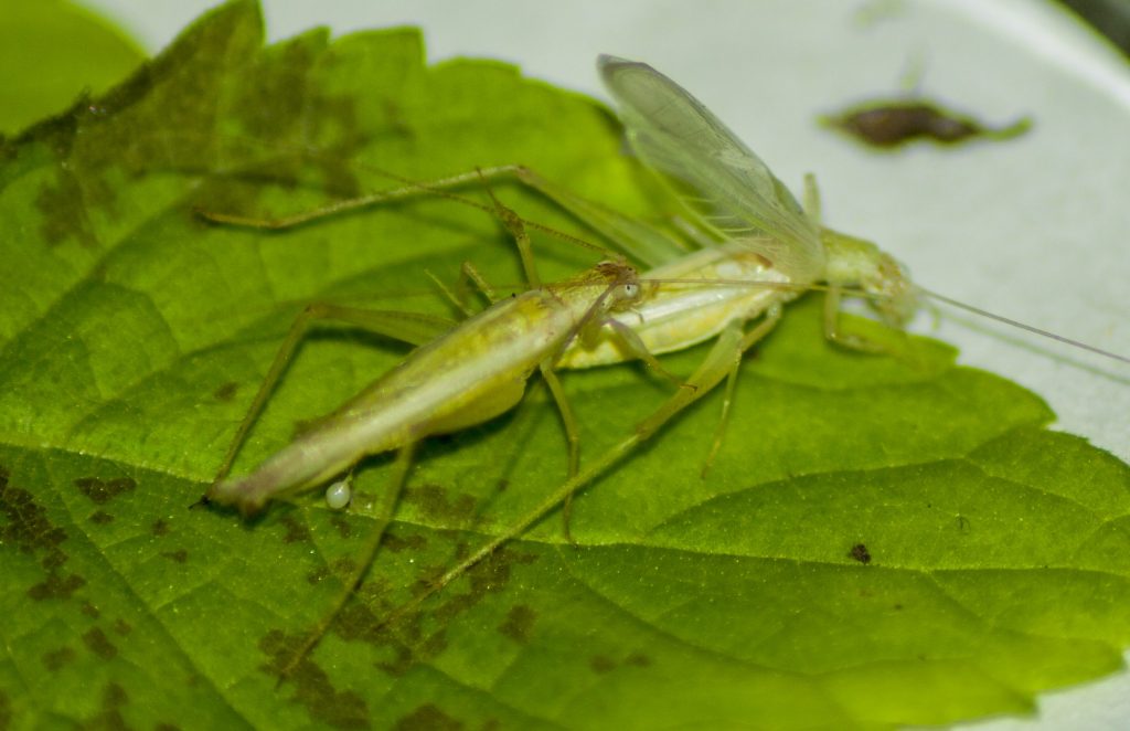 Una femmina di Oecanthus henryi (a sinistra) mentre raccoglie la spermatofora (sacca piena di sperma) deposta dal maschio durante l’accoppiamento. Foto di Rittik Deb