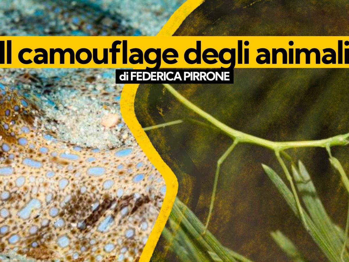 Spaventa Gatti A Energia Solare Con Sensore Di Movimento - Allarme Con Sirena E Luce Lampeggiante - Impermeabile Per Esterno