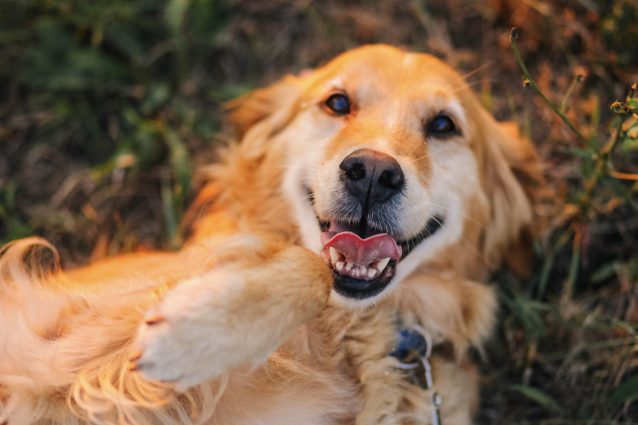 Golden Retriever