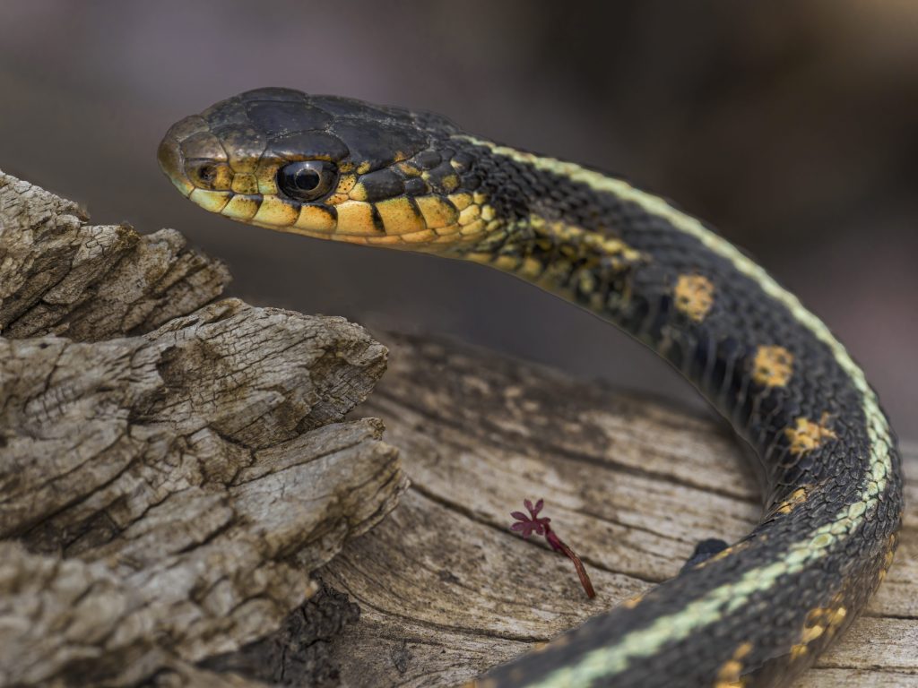 Un serpente giarrettiera