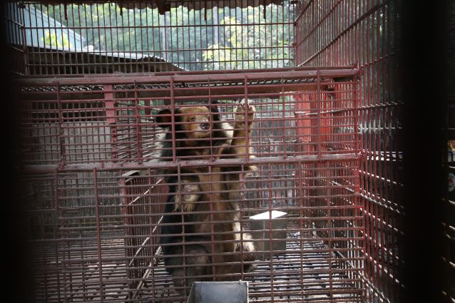 Orsi della Bile recuperati nella provincia di Binh Duong a novembre del 2020