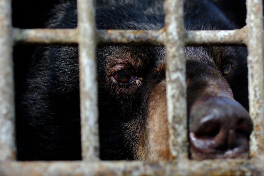 (Copyright: © Hoang Le | FOUR PAWS)