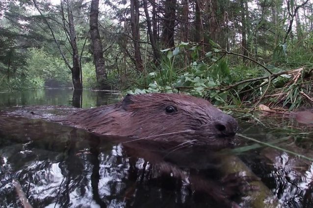 Castoro Europeo ripreso a Camporosso © R. Pontarini – Progetto Lince Italia
