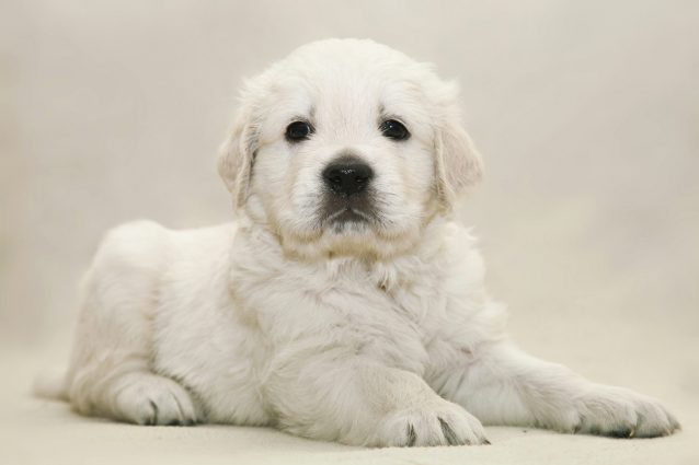 Golden retriever cucciolo
