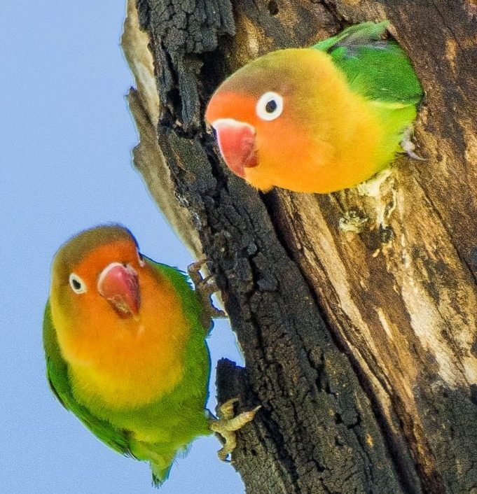Una coppia di inseparabili di Fischer in natura