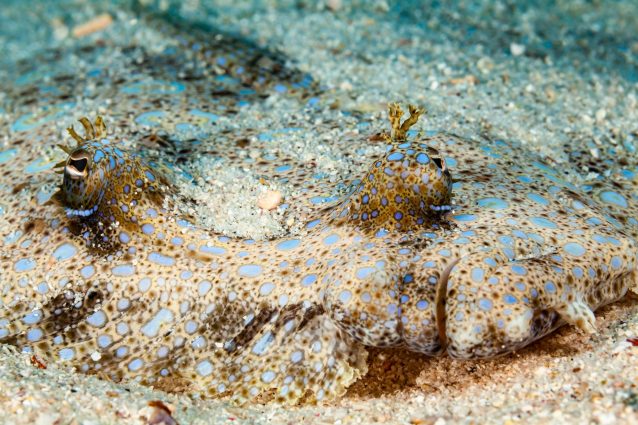 Bothus mancus, una specie Indo–Pacifica mentre si camuffa con il substrato
