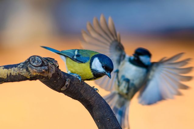 Cinciallegra (Parus major)