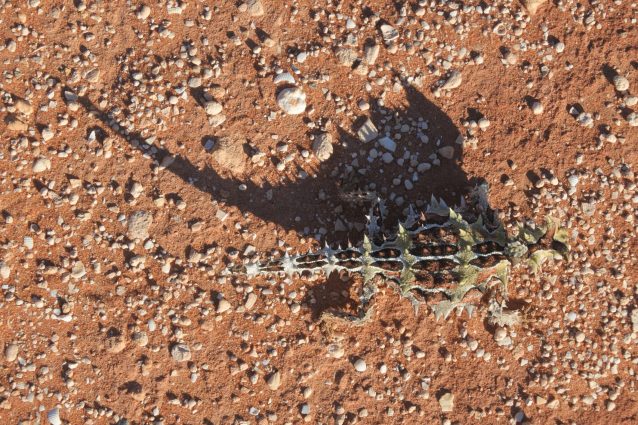 Moloch horridus, il diavolo spinoso australiano