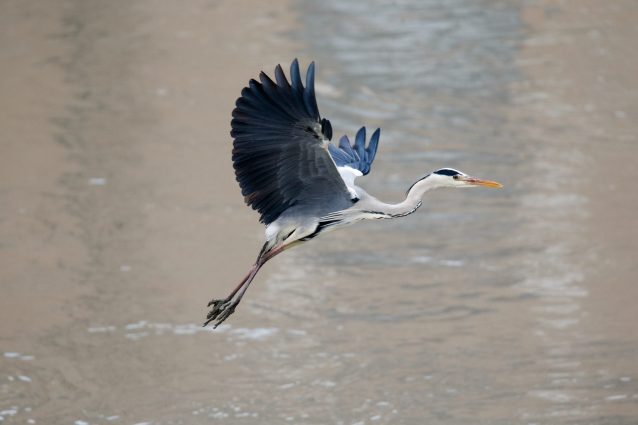 Airone cenerino (Ardea cinerea)