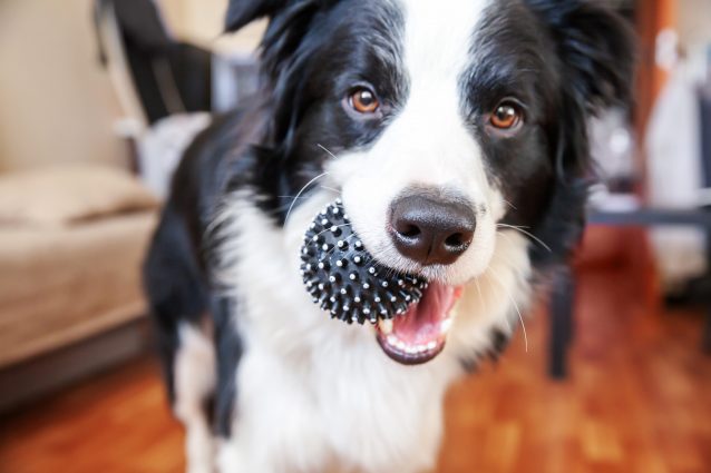 bordercollie4