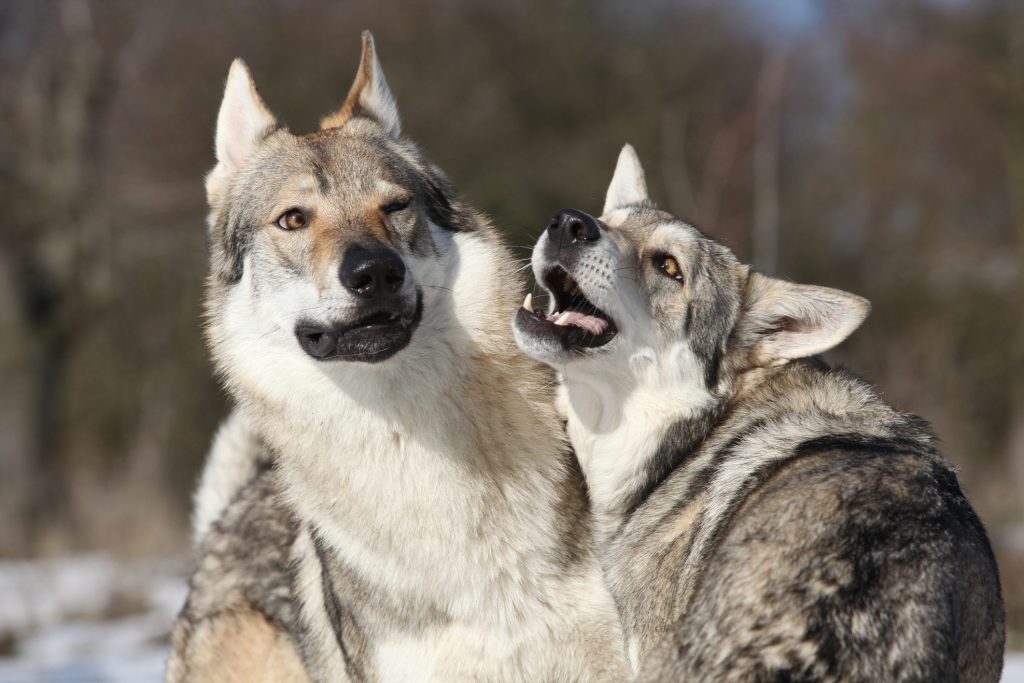 cani lupo cecoslovacchi