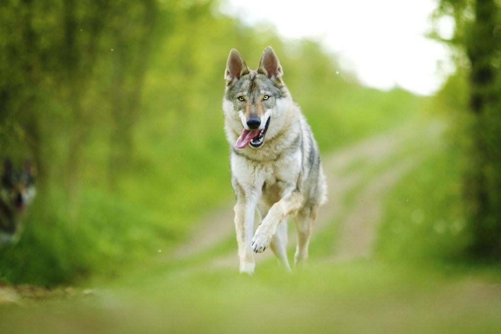 cane lupo cecoslovacco