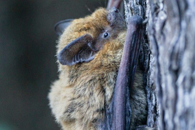 Pipistrellus pipitrellus o pipistrello nano