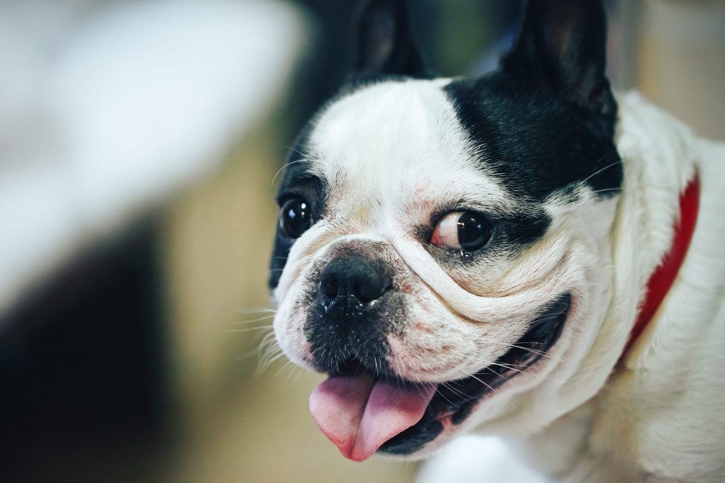 Bouledogue francese