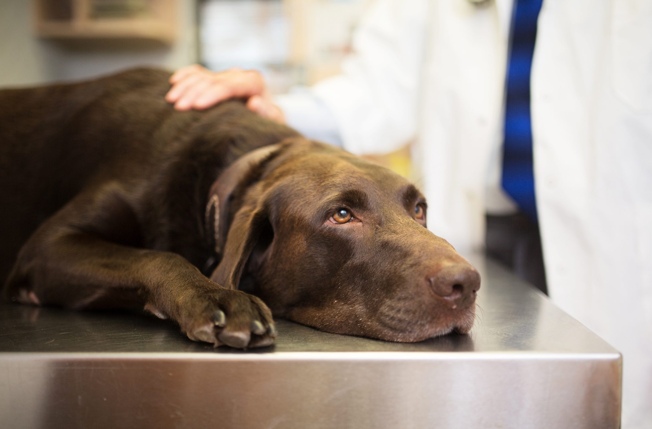 la-leishmaniosi-nel-cane-cause-sintomi-e-cura