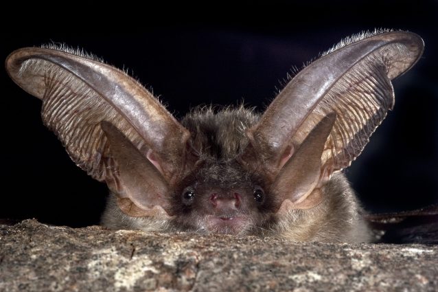 Plecotus austriacus o orecchione grigio