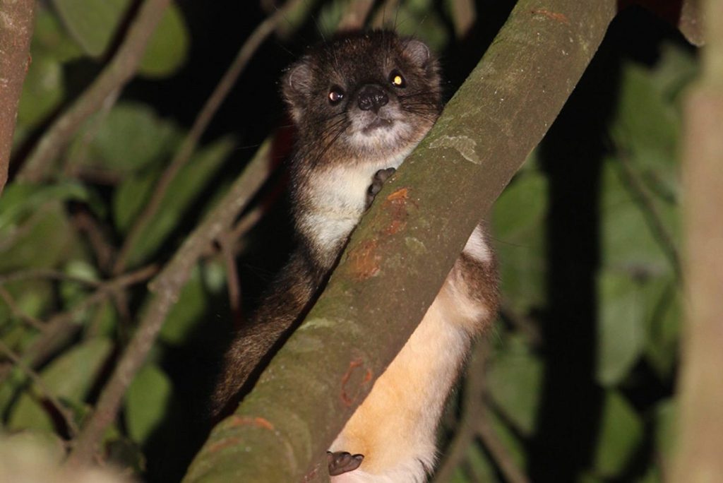 La possibile nuova specie di irace arboricolo (Dendrohyrax sp.). Foto di Hanna Rosti