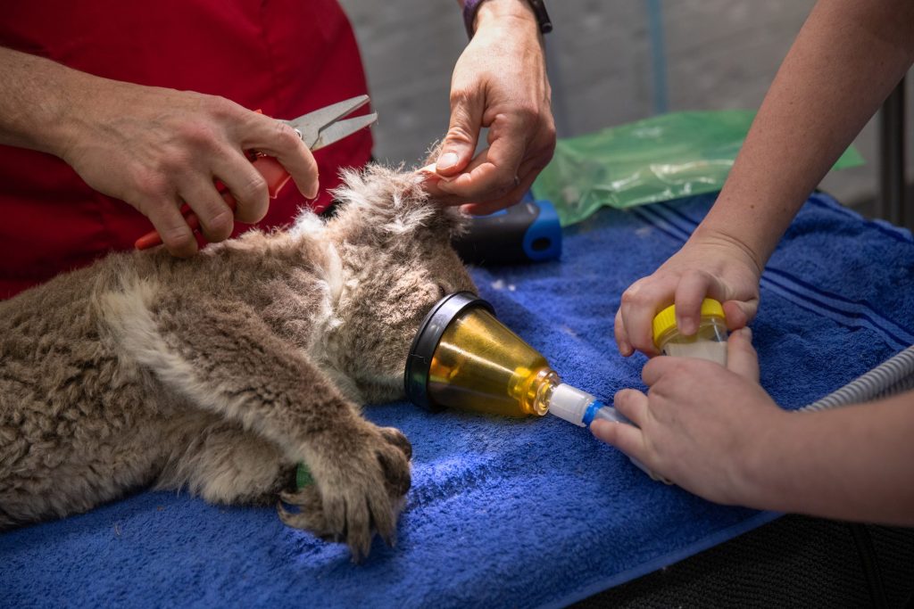 Un koala salvato dagli incendi che hanno devastato l’Australia