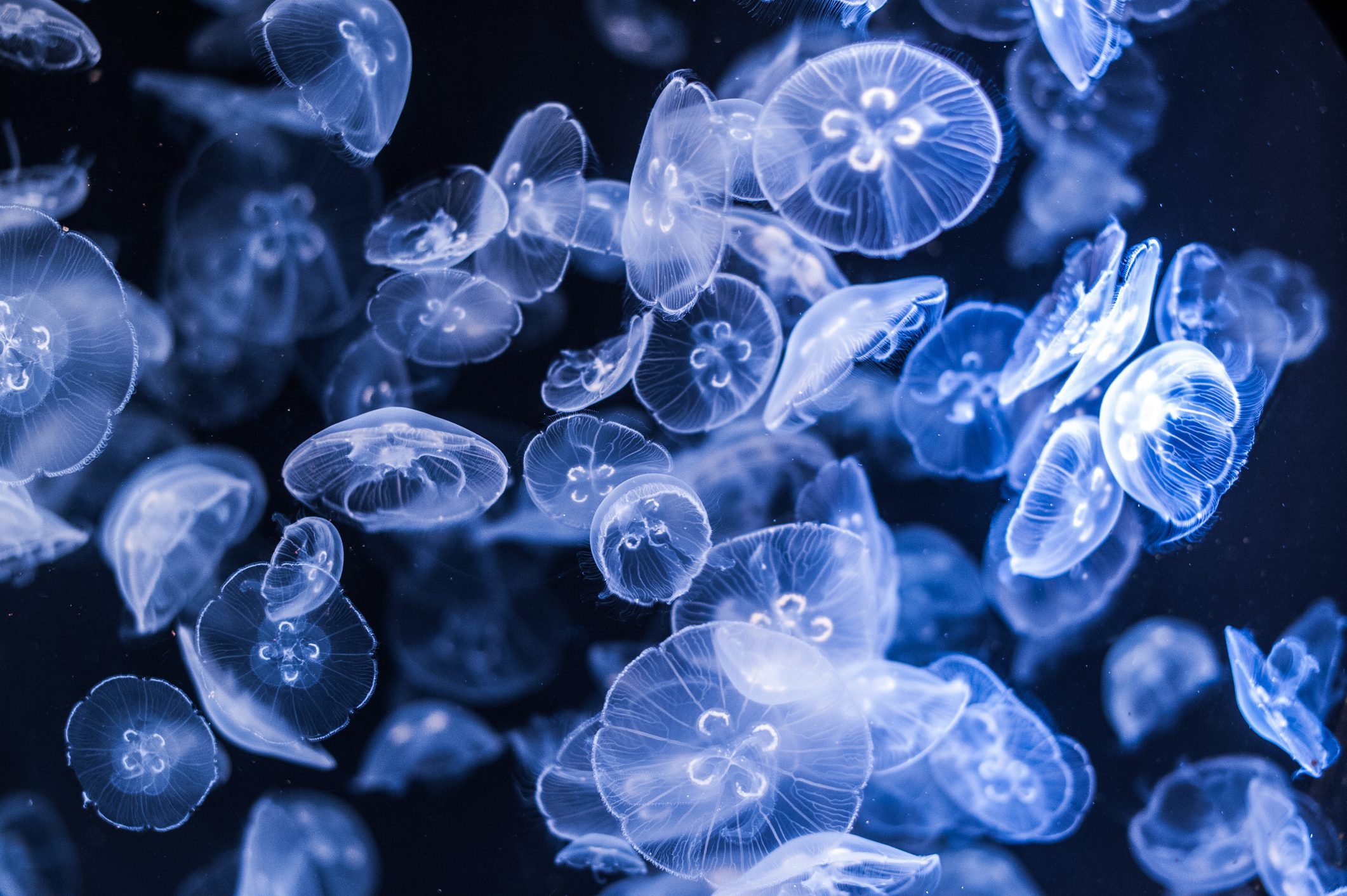 Le spettacolari meduse dell’acquario di Vancouver