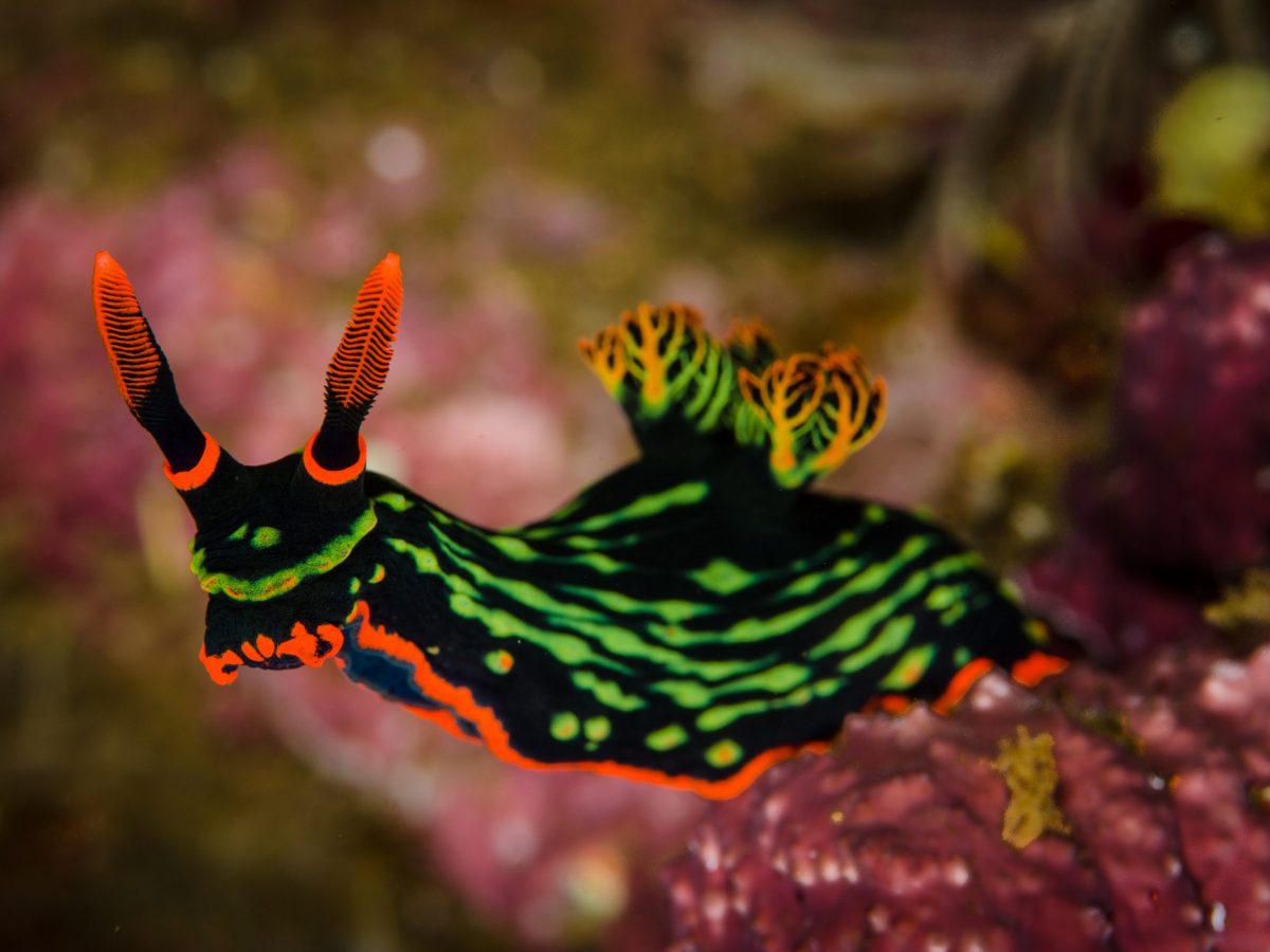Animali invertebrati quali sono, classificazione ed esempi Animali invertebrati quali sono, classificazione ed esempi