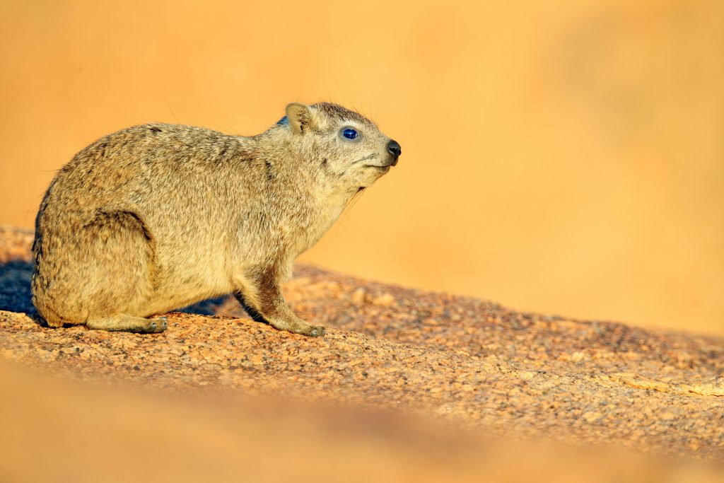 Procavia delle rocce (Procavia capensis)
