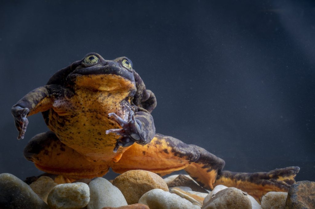 Foto di Robin Moore