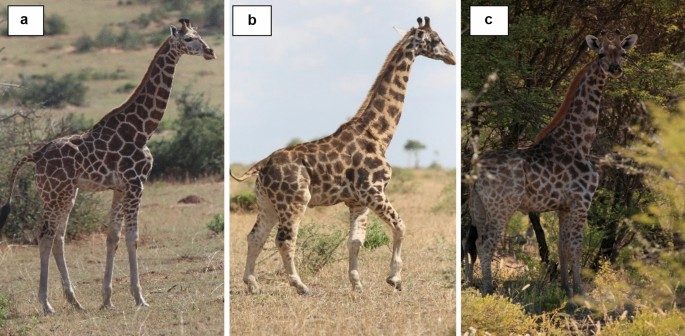 Fotografie laterali di giraffe. a; Un tipico maschio subadulto nel Parco Nazionale delle Cascate Murchison, in Uganda. b; Il maschio subadulto con sindrome simile alla displasia scheletrica in Uganda. c; Il maschio subadulto con sindrome simile alla displasia scheletrica in Namibia. Brown, M.B., Wells, E. Skeletal dysplasia–like syndromes in wild giraffe. BMC Res Notes, 2020