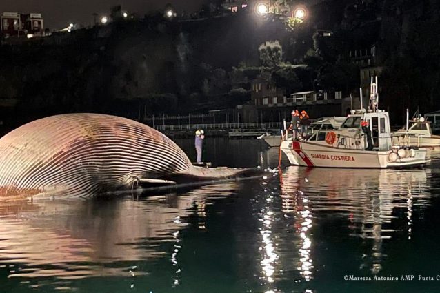La balenottera trasportata dalla Guardia Costiera. Foto di Antonino Maresca – AMP Punta Campanella