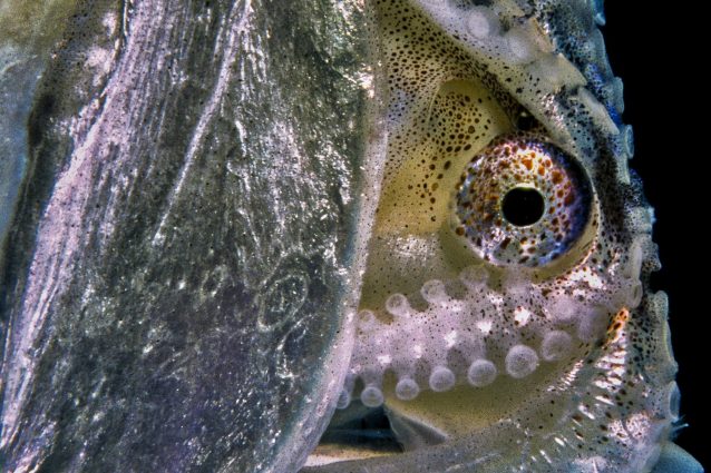 Argonauta argo, foto di Marco Gargiulo