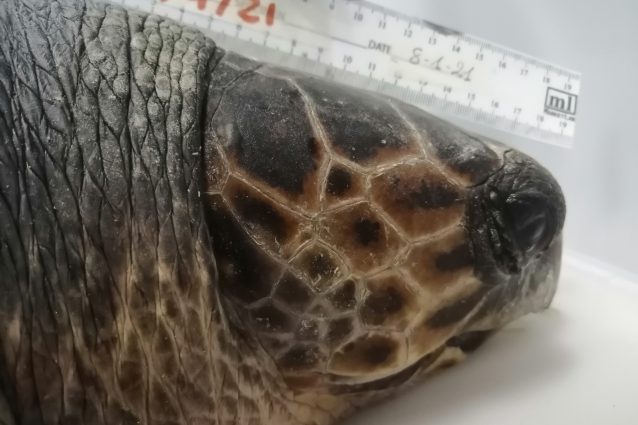 Eleonora ©Stazione Zoologica Anton Dohrn di Napoli, Istituto Nazionale di Biologia, Ecologia e Biotecnologie Marine