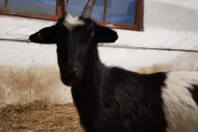 Capra mochena