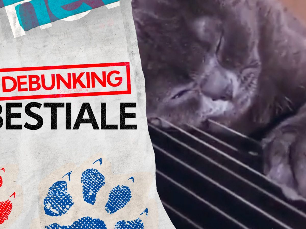 Il video del gatto che suona la chitarra. Ecco perché lo fa