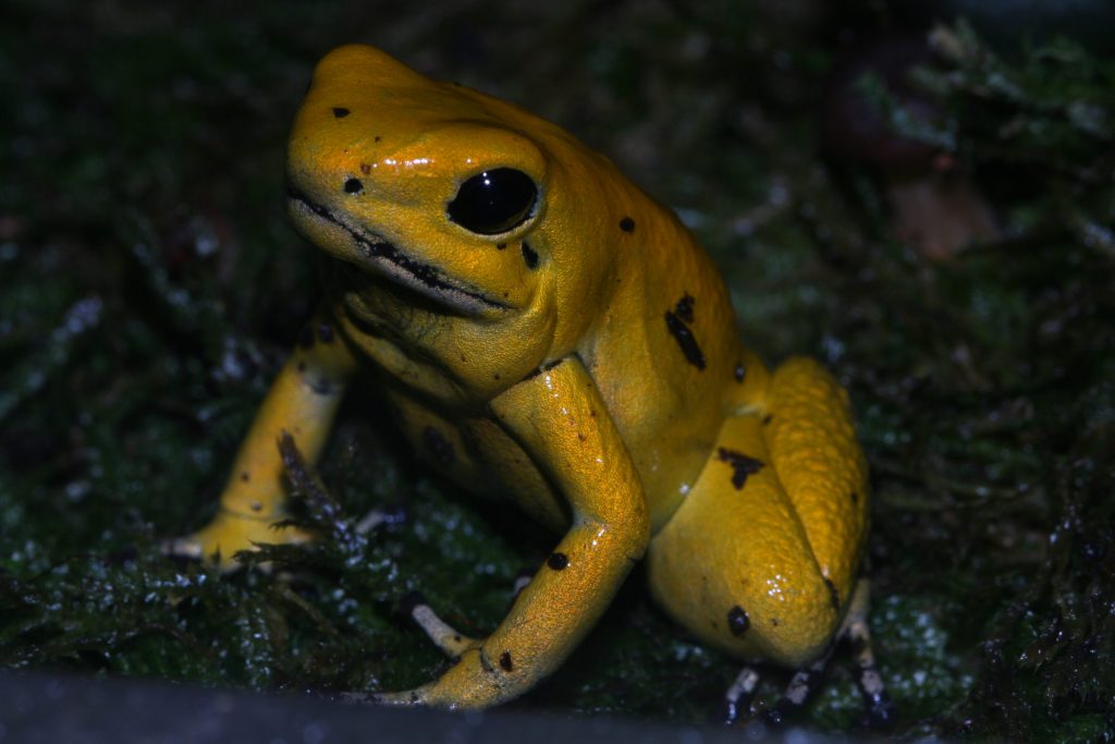 Phyllobates terribilis, Kodami