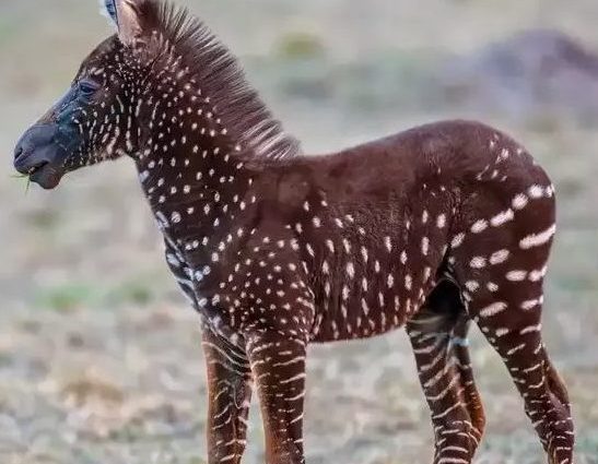 La zebra a pois avvistata in Kenya nel 2019
