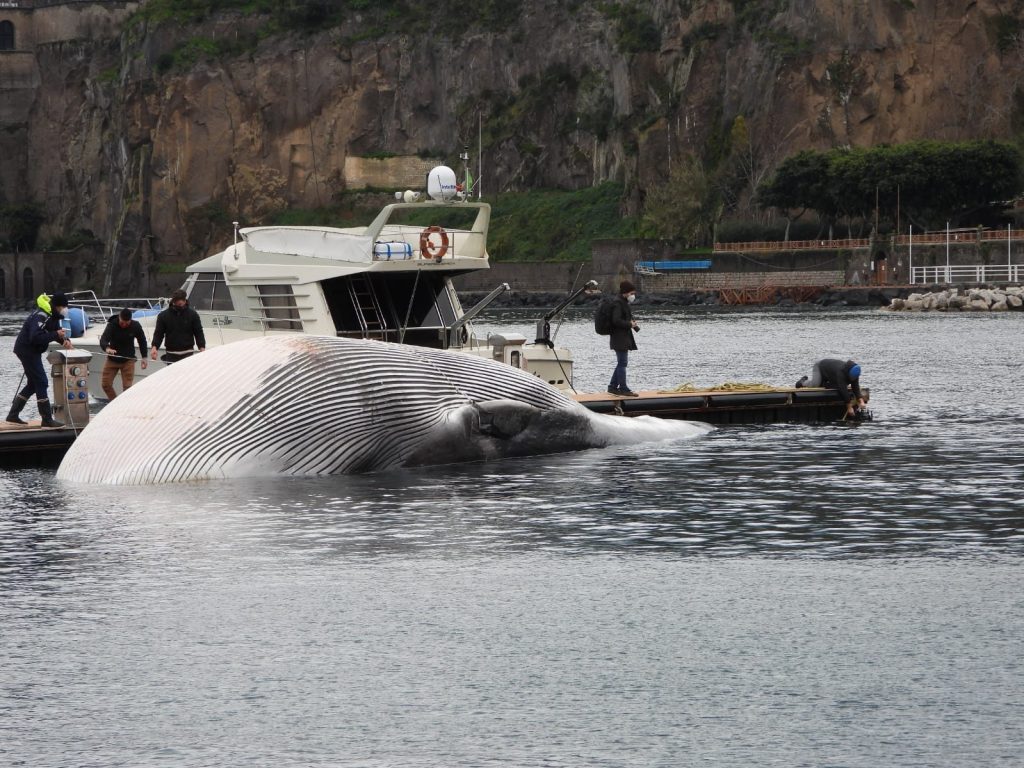 Il recupero nel porto di Marina Piccola. Foto di Nicola Campomorto