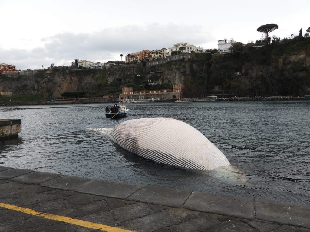 Il recupero nel porto di Marina Piccola. Foto di Nicola Campomorto