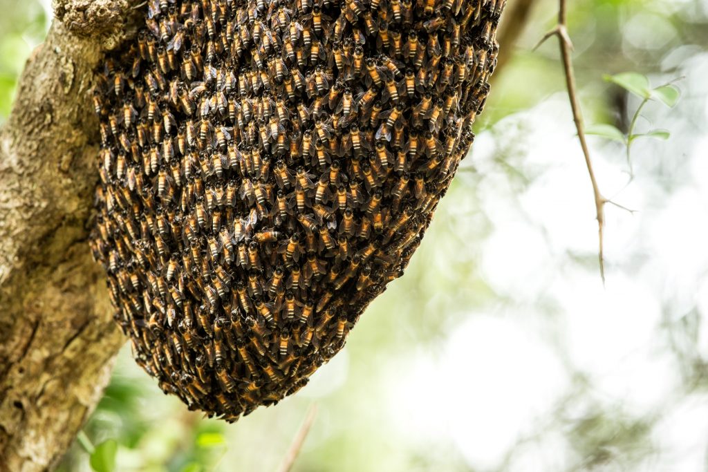 Api asiatiche (Apis cerana) nella giungla dello Sri Lanka