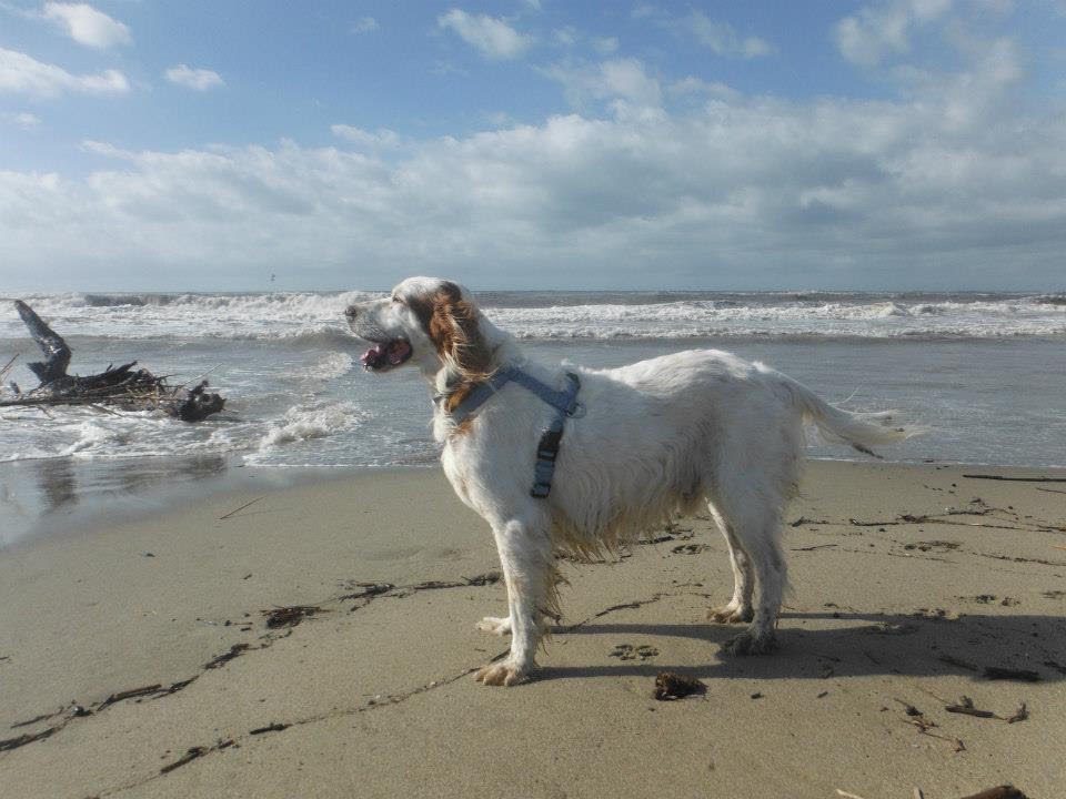 Ettore