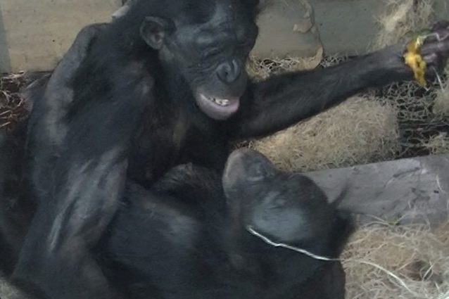 Haiba e Liboso, due femmine dello zoo di Stoccarda durante un’interazione sessuale faccia a faccia
