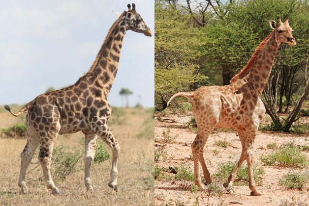 Le due giraffe nane osservate in Uganda (quella a sinistra) e Namibia (foto di Michael Brown e Emma Wells)