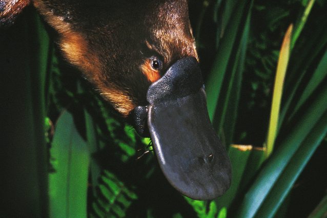Ornithorhynchus anatinus