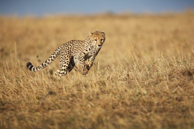 Ghepardo (Acinonyx jubatus)