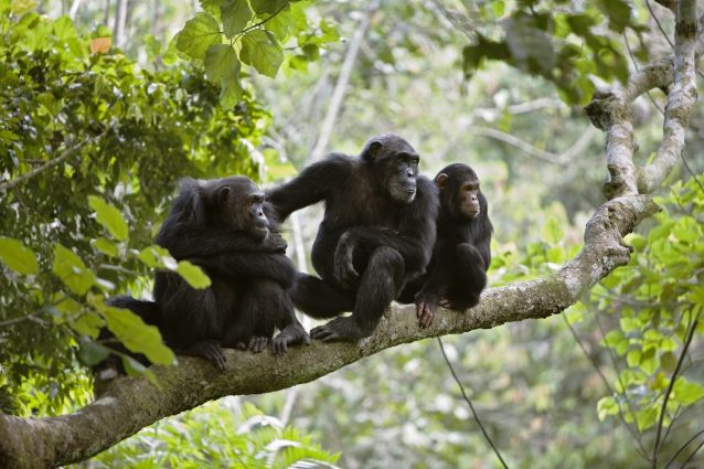 Scimpanzé (Pan troglodytes)