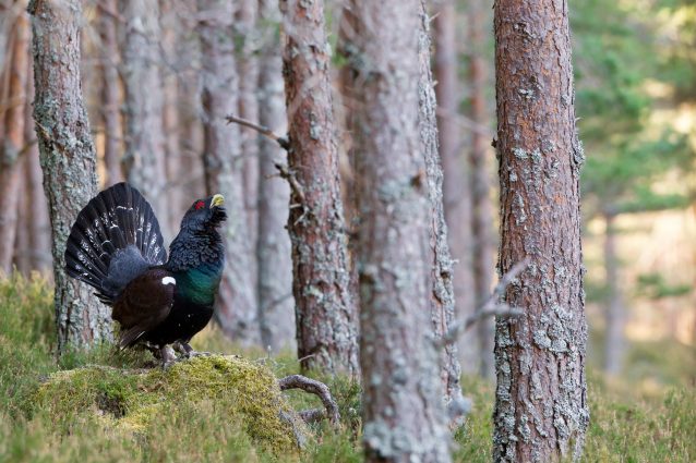 Maschio adulto di gallo cedrone (Tetrao urogallus)