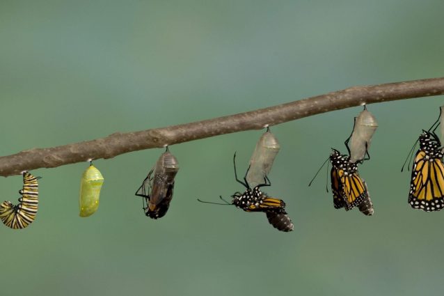 Ciclo di una farfalla monarca (Danaus plexippus) da bruco ad adulto