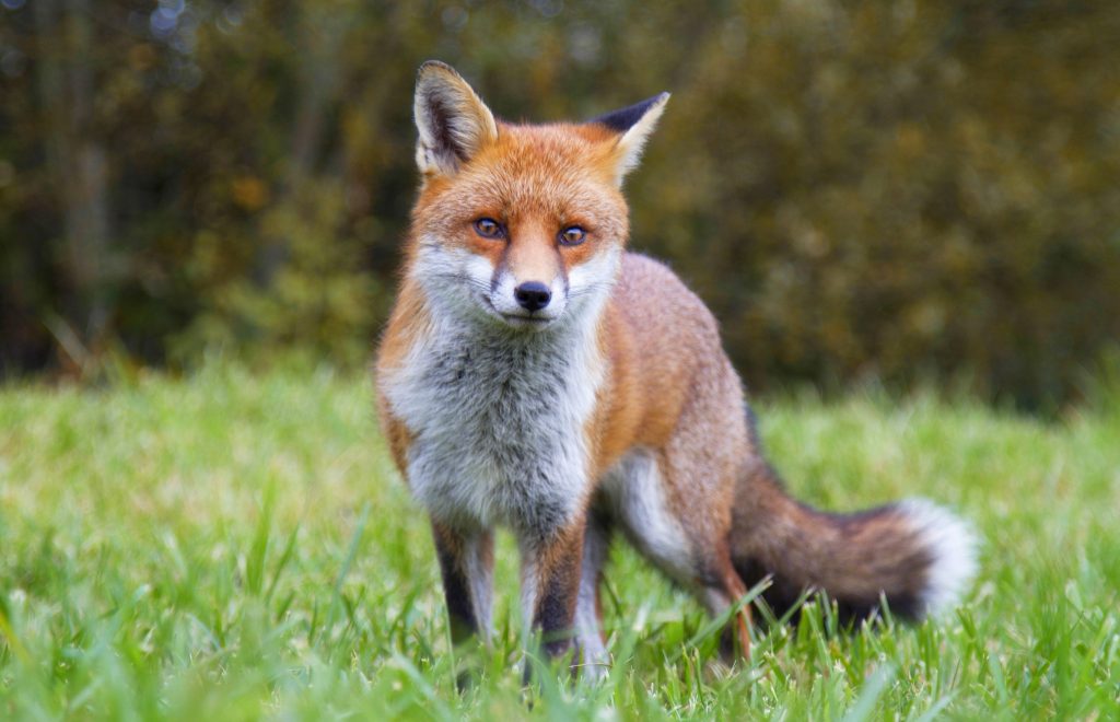 Volpe Rossa Vulpes Vulpes 